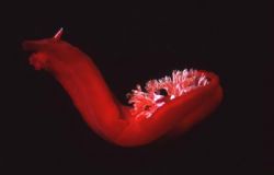 spanish dancer, Hanish island Yemen, by Alain Diaz 